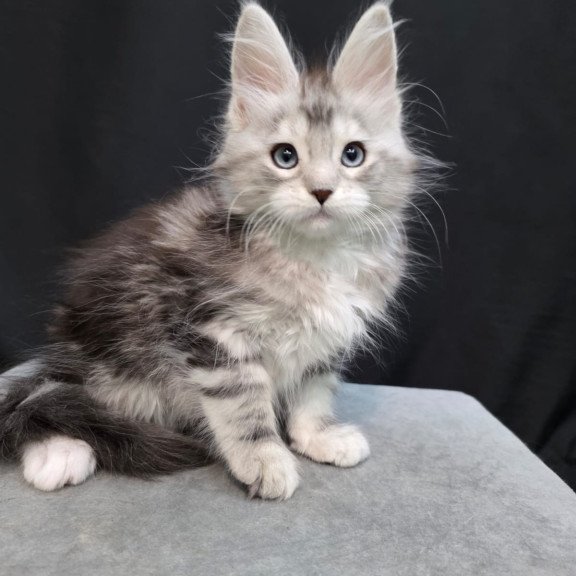 Maine Coon EZ Narniya