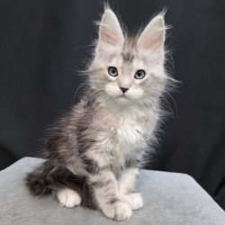 Maine Coon EZ Narniya