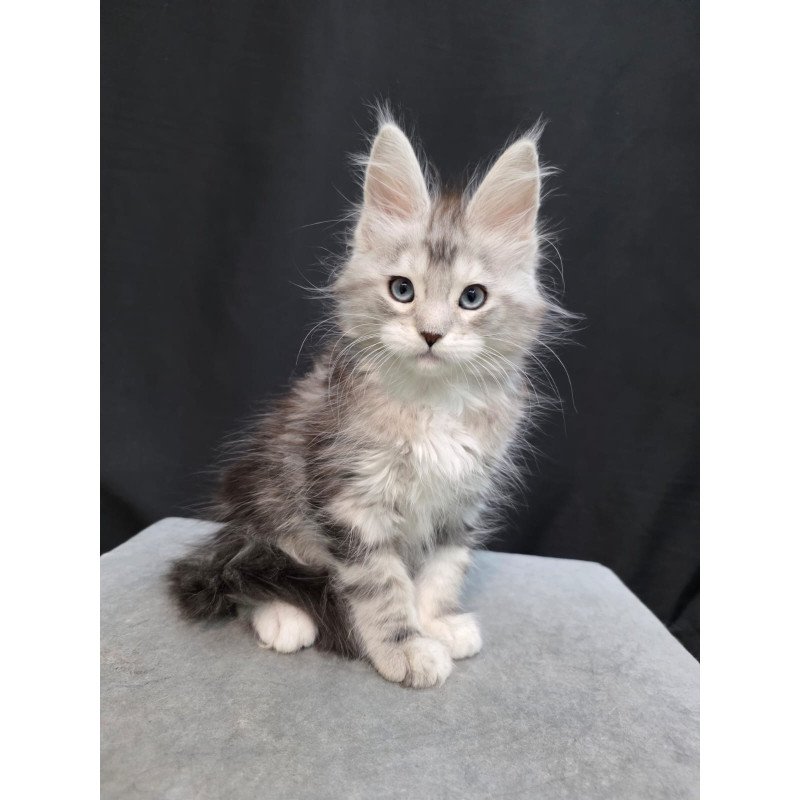 Maine Coon EZ Narniya