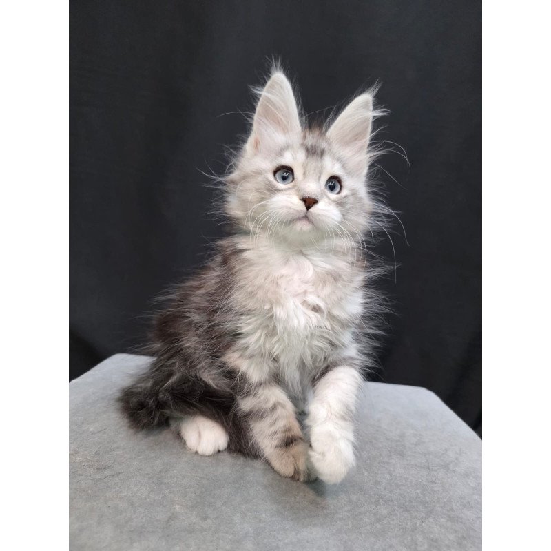 Maine Coon EZ Narniya