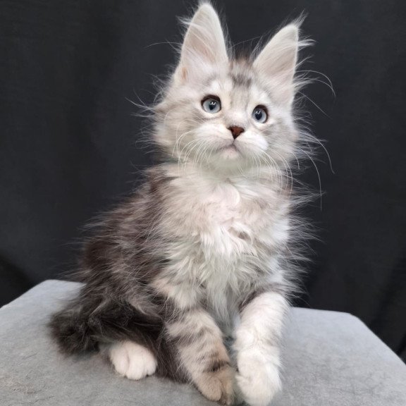 Maine Coon EZ Narniya