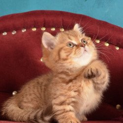 Munchkin Holly