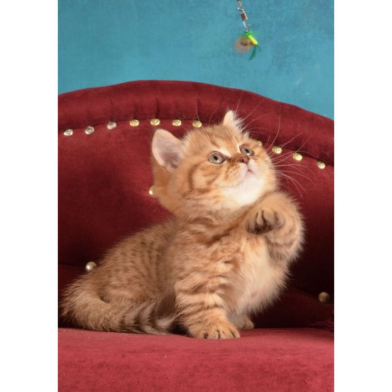 Munchkin Holly