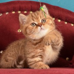 Munchkin Holly