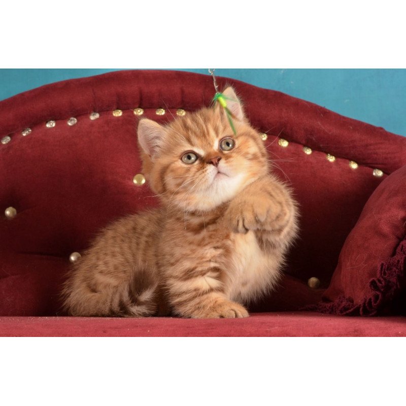 Munchkin Holly