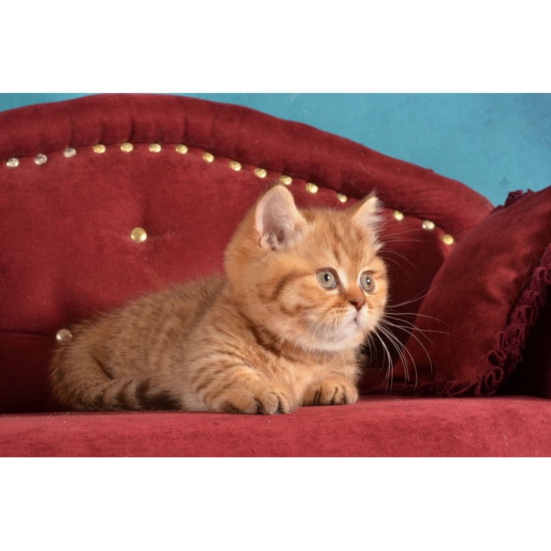 Munchkin Holly