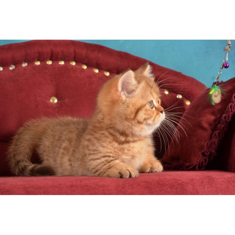 Munchkin Holly