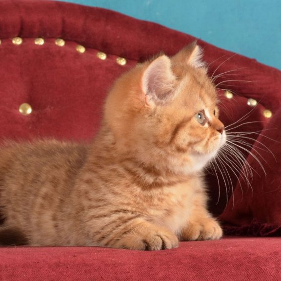 Munchkin Holly