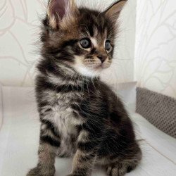 Maine Coon Irbus