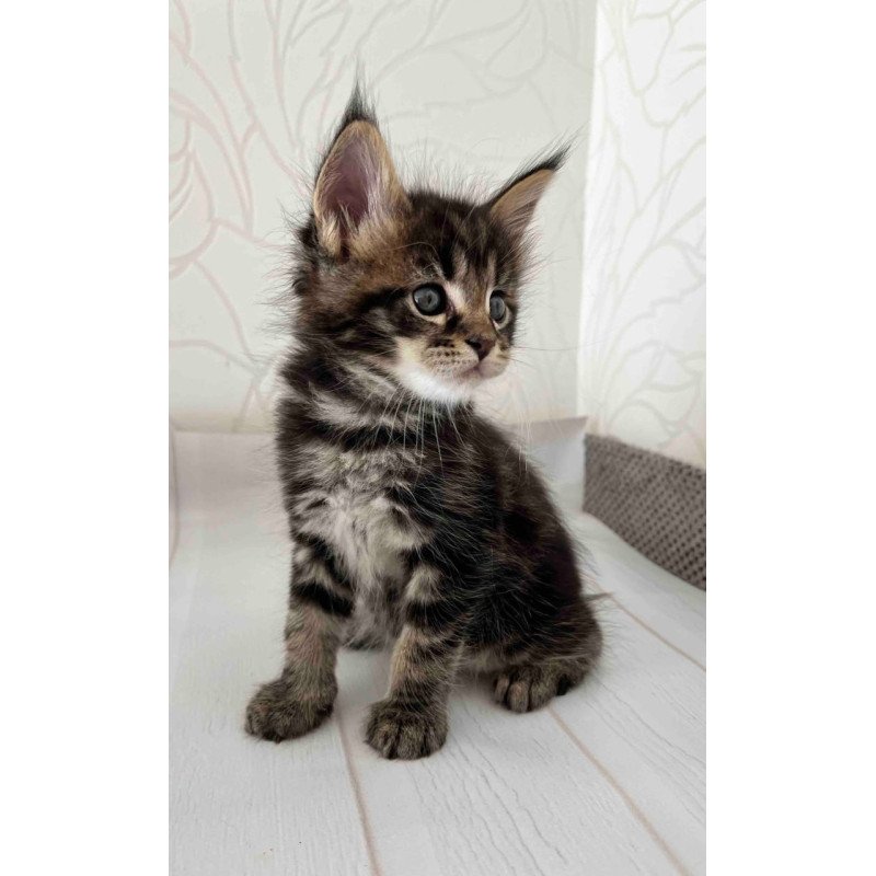 Maine Coon Irbus