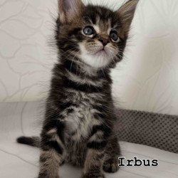 Maine Coon Irbus