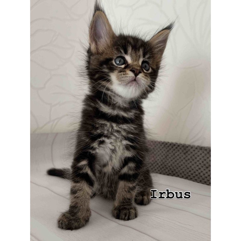 Maine Coon Irbus