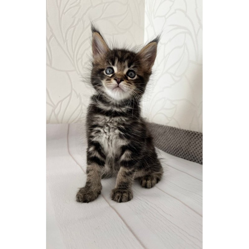 Maine Coon Irbus