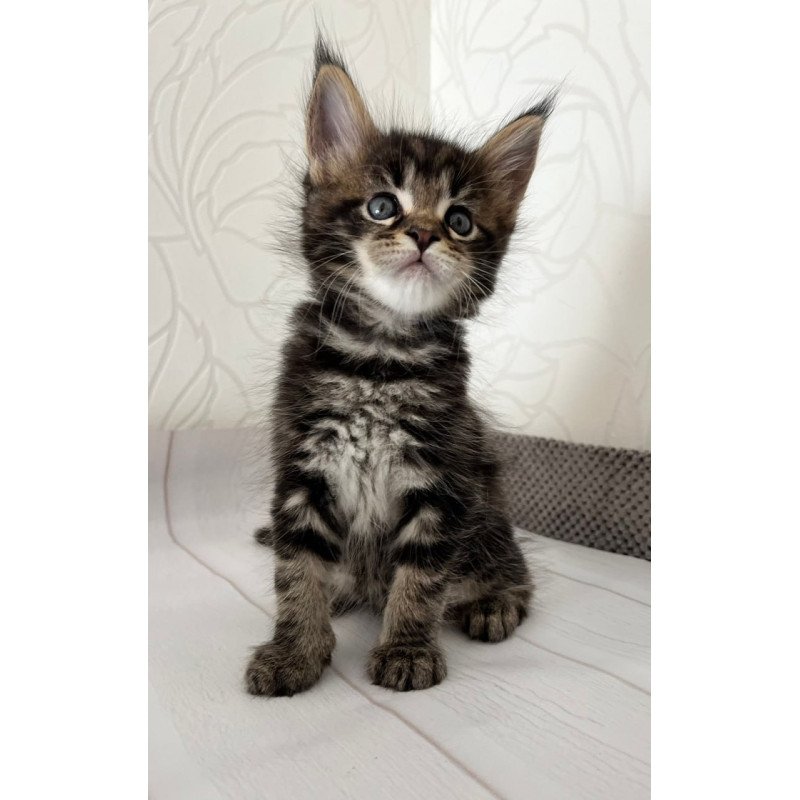 Maine Coon Irbus