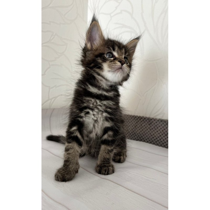 Maine Coon Irbus