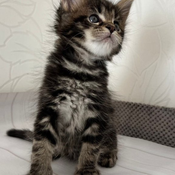 Maine Coon Irbus