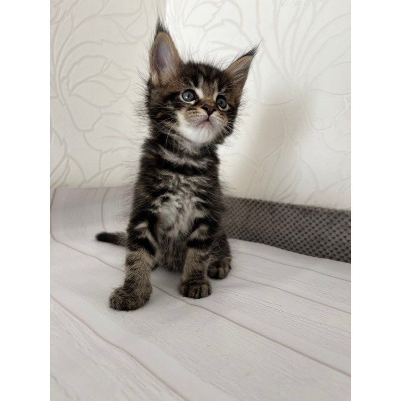 Maine Coon Irbus