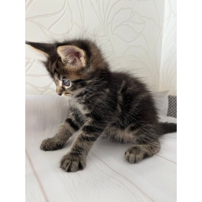 Maine Coon Irbus
