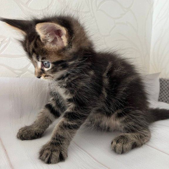 Maine Coon Irbus