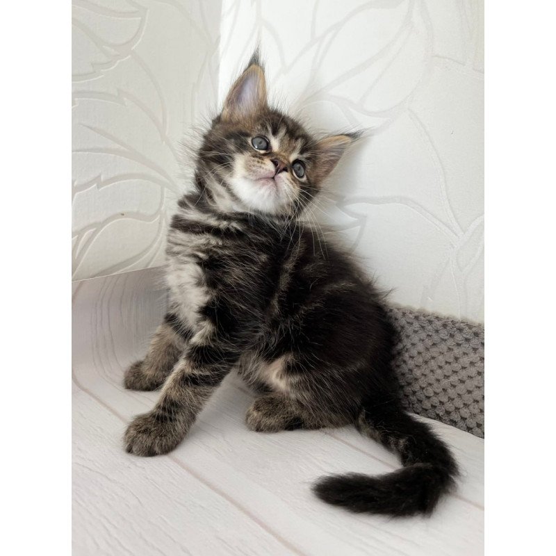Maine Coon Irbus