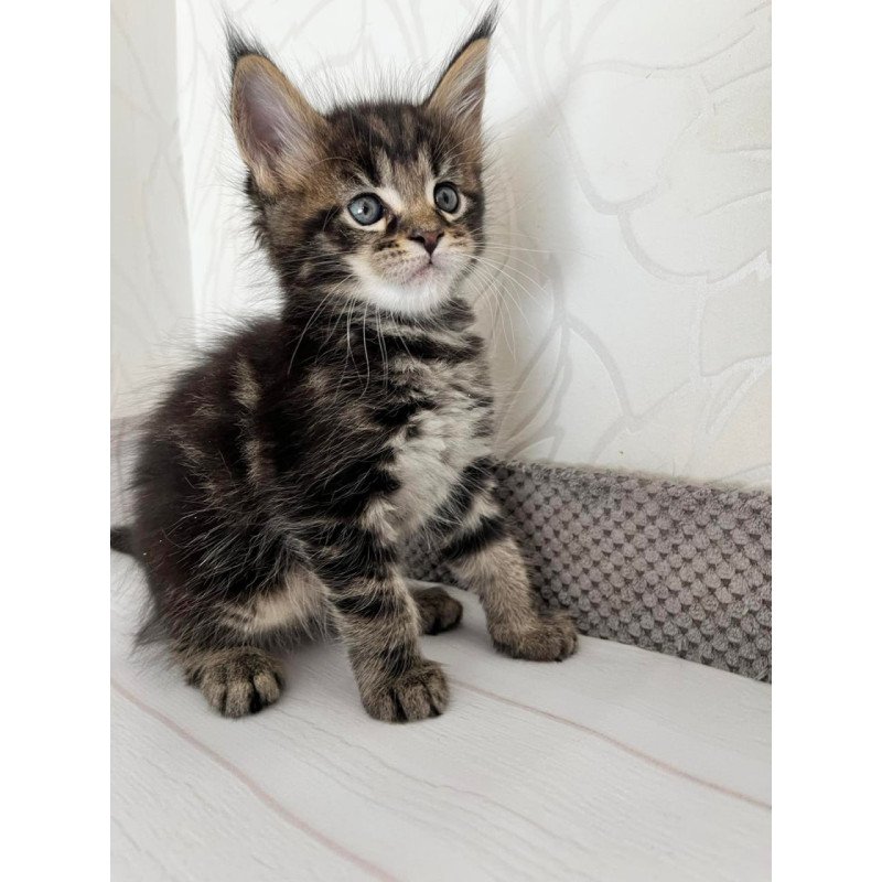 Maine Coon Irbus