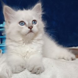 Siberian Dakota