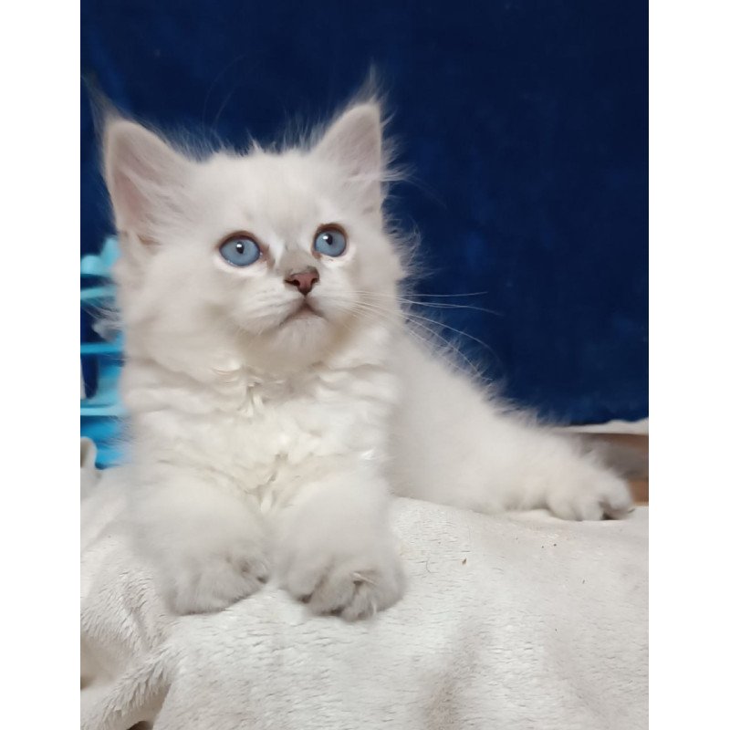 Siberian Dakota