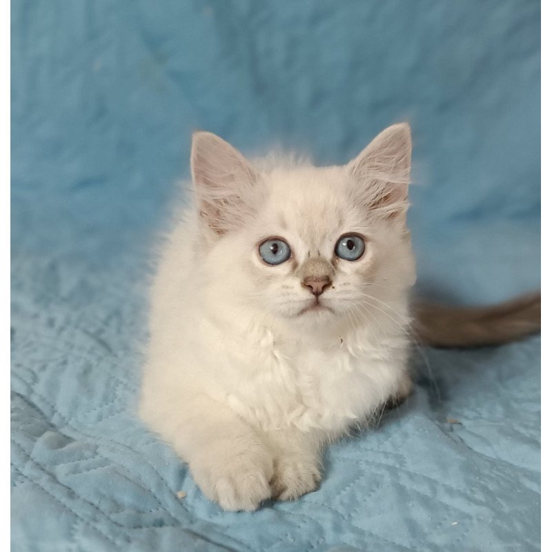 Siberian Dakota