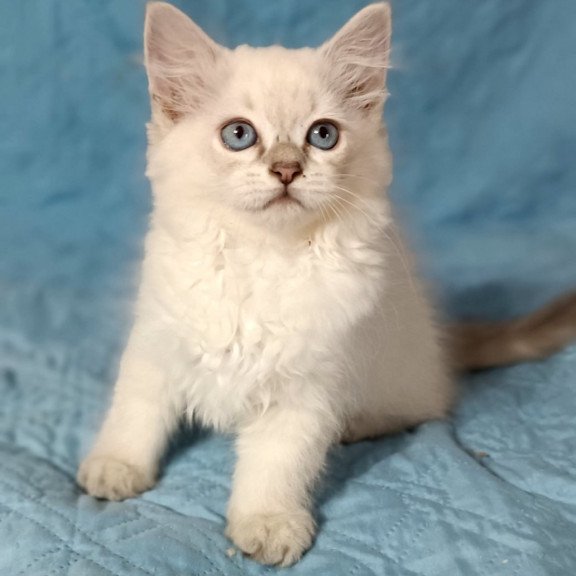 Siberian Dakota