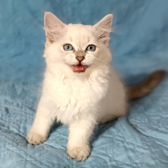 Siberian Dakota