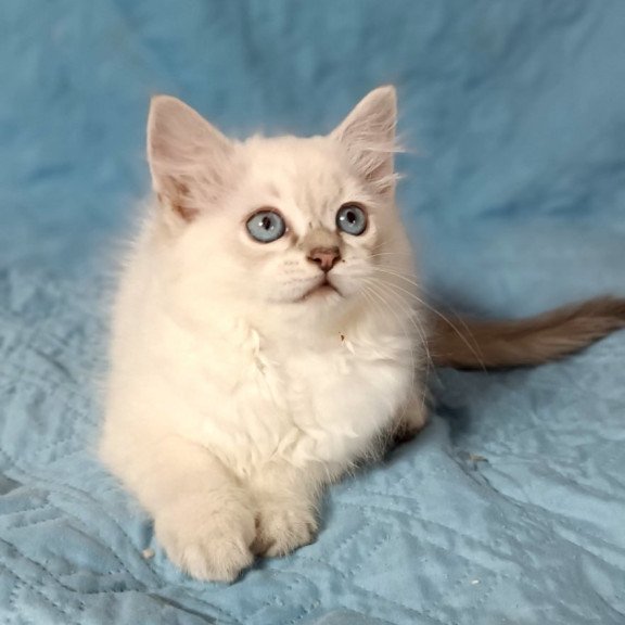 Siberian Dakota