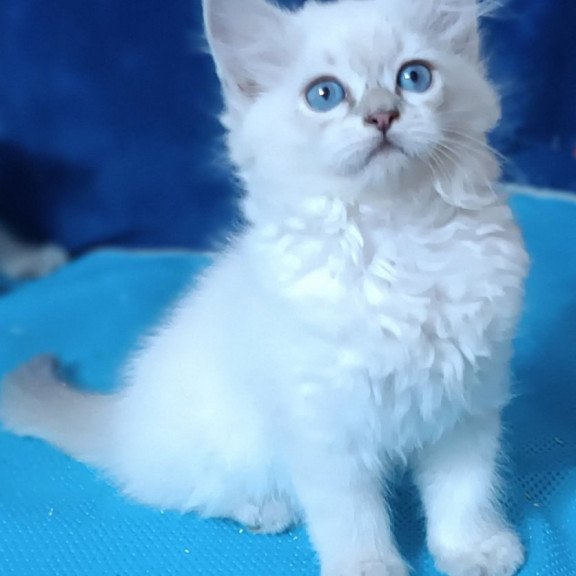 Siberian Dakota