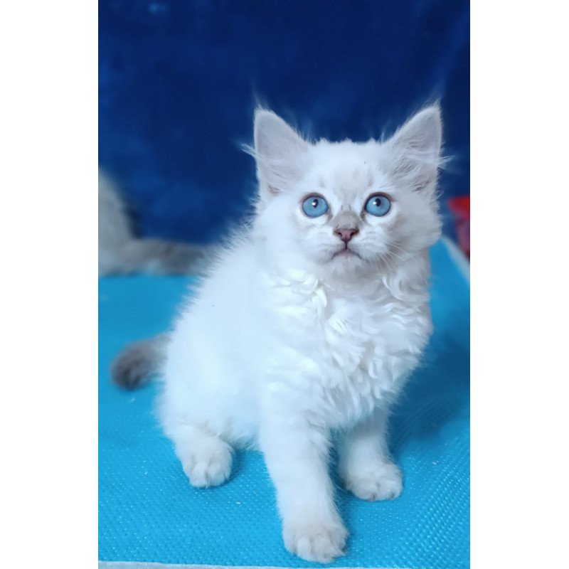 Siberian Dakota