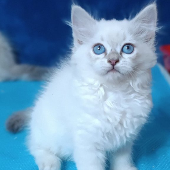 Siberian Dakota