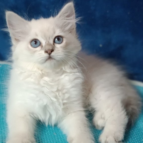 Siberian Dakota