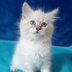 Siberian Duncan