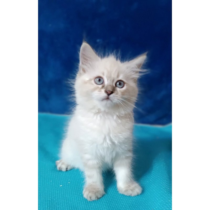 Siberian Duncan