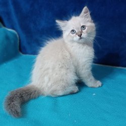 Siberian Duncan