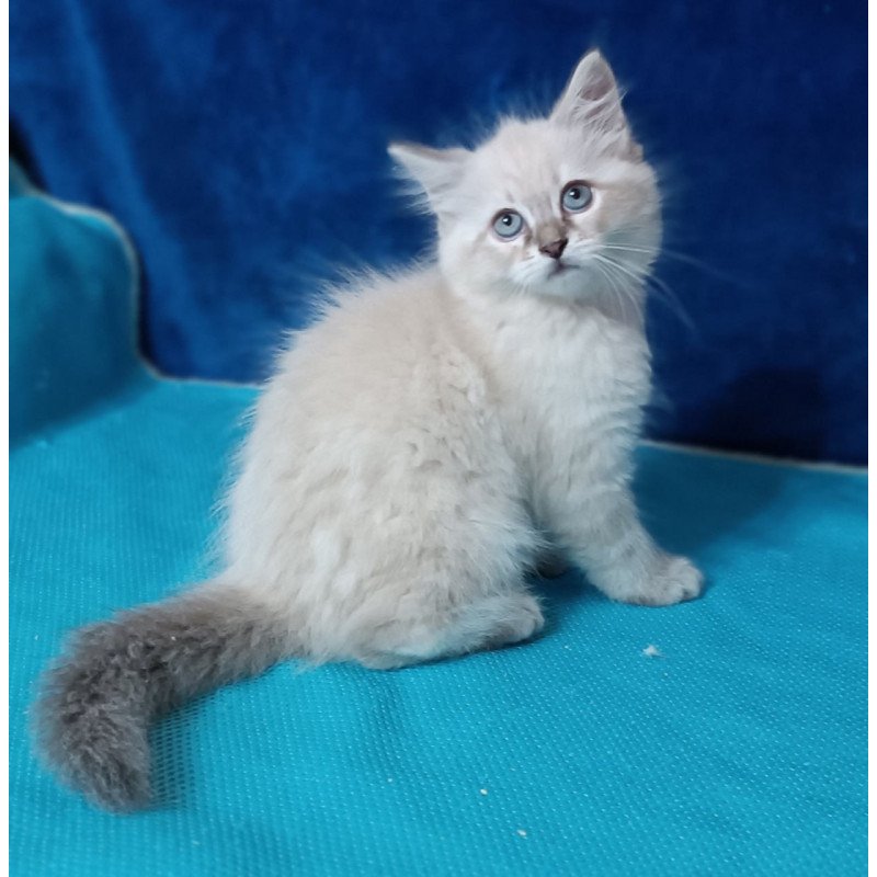 Siberian Duncan