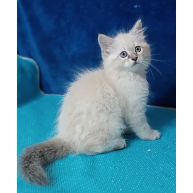 Siberian Duncan