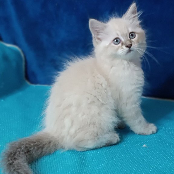 Siberian Duncan