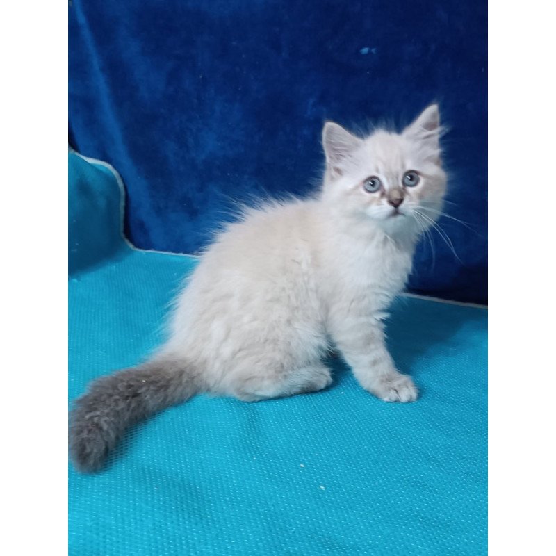 Siberian Duncan