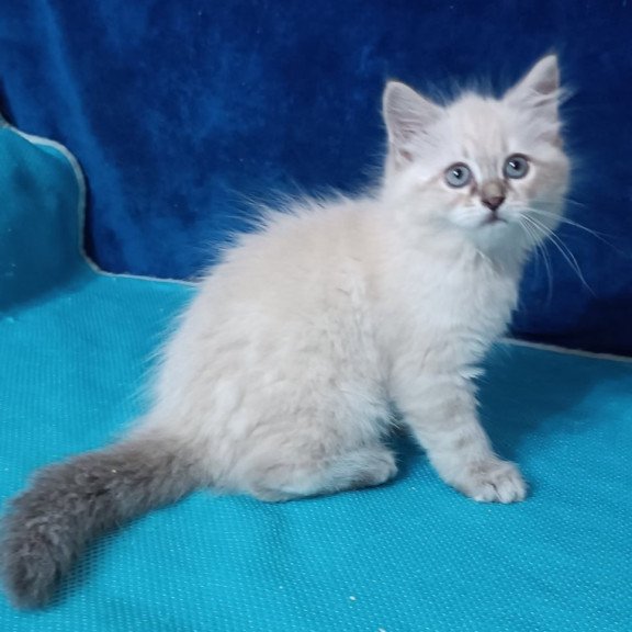 Siberian Duncan
