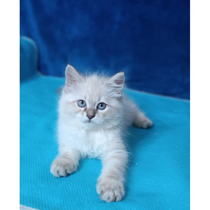 Siberian Duncan
