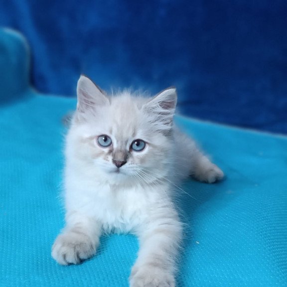 Siberian Duncan