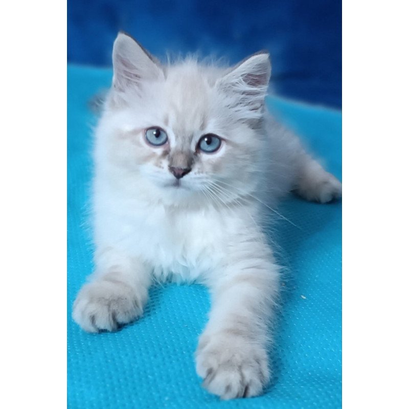 Siberian Duncan