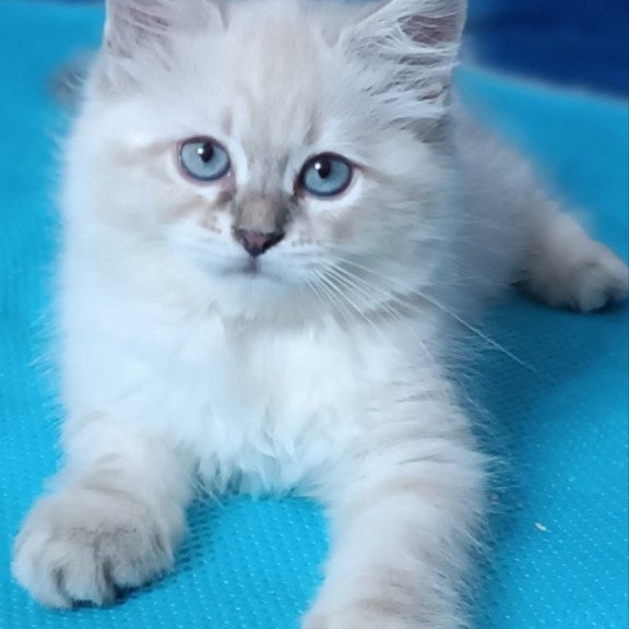 Siberian Duncan