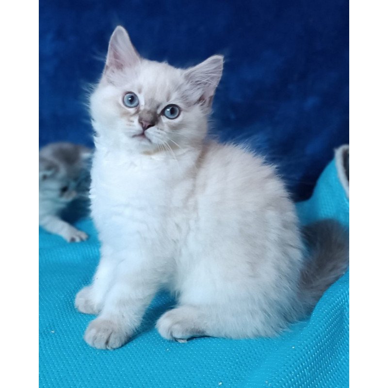 Siberian Duglas
