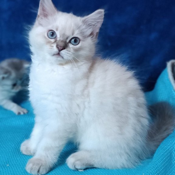 Siberian Duglas
