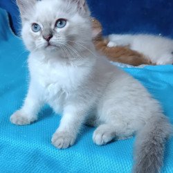 Siberian Duglas